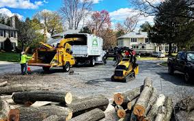 Reliable Lusby, MD Tree Services Solutions