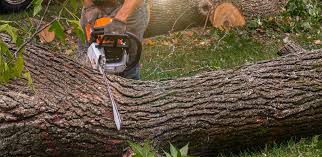 How Our Tree Care Process Works  in  Lusby, MD