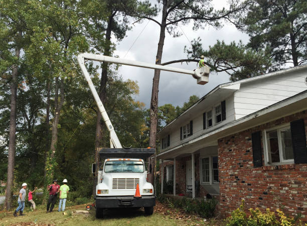 Best Arborist Consultation Services  in Lusby, MD