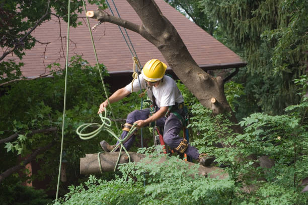 Best Tree Maintenance Programs  in Lusby, MD