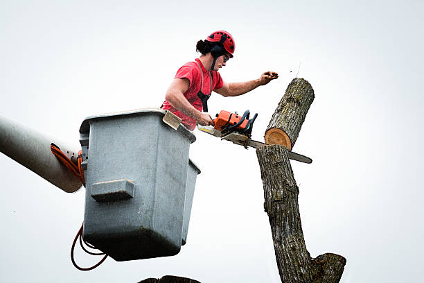 Best Root Management and Removal  in Lusby, MD