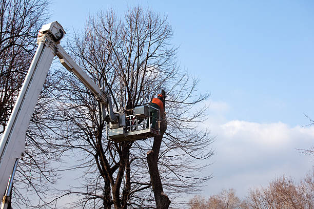 Best Tree Health Inspection  in Lusby, MD